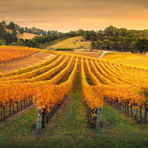 Gorgeous vineyard in the Adelaide Hills - PCA2025